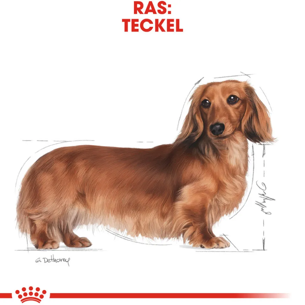 Royal Canin Dachshund Adult - Hondenvoer