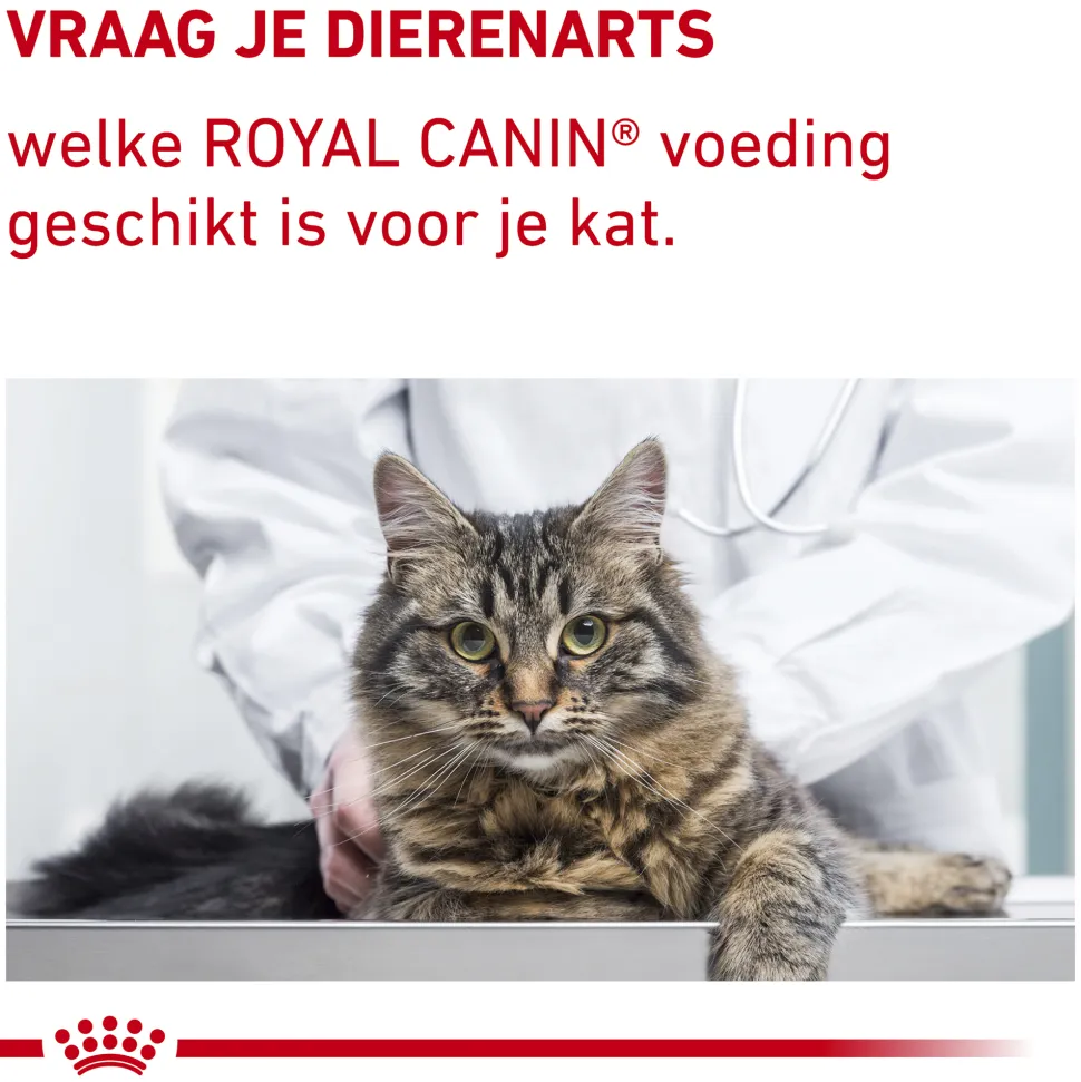 Royal Canin Dental Kat