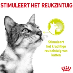 Royal Canin FHN Sensory Smell In Gravy