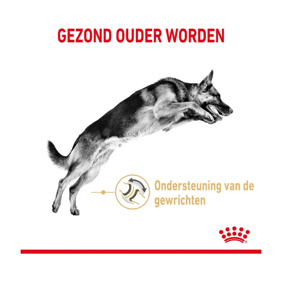 Royal Canin German Shepherd Adult 5+