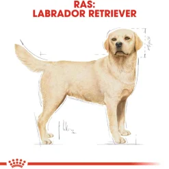 Royal Canin Labrador Retriever Adult - Hondenvoer