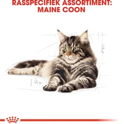 Royal Canin Maine Coon Adult - Kattenvoer