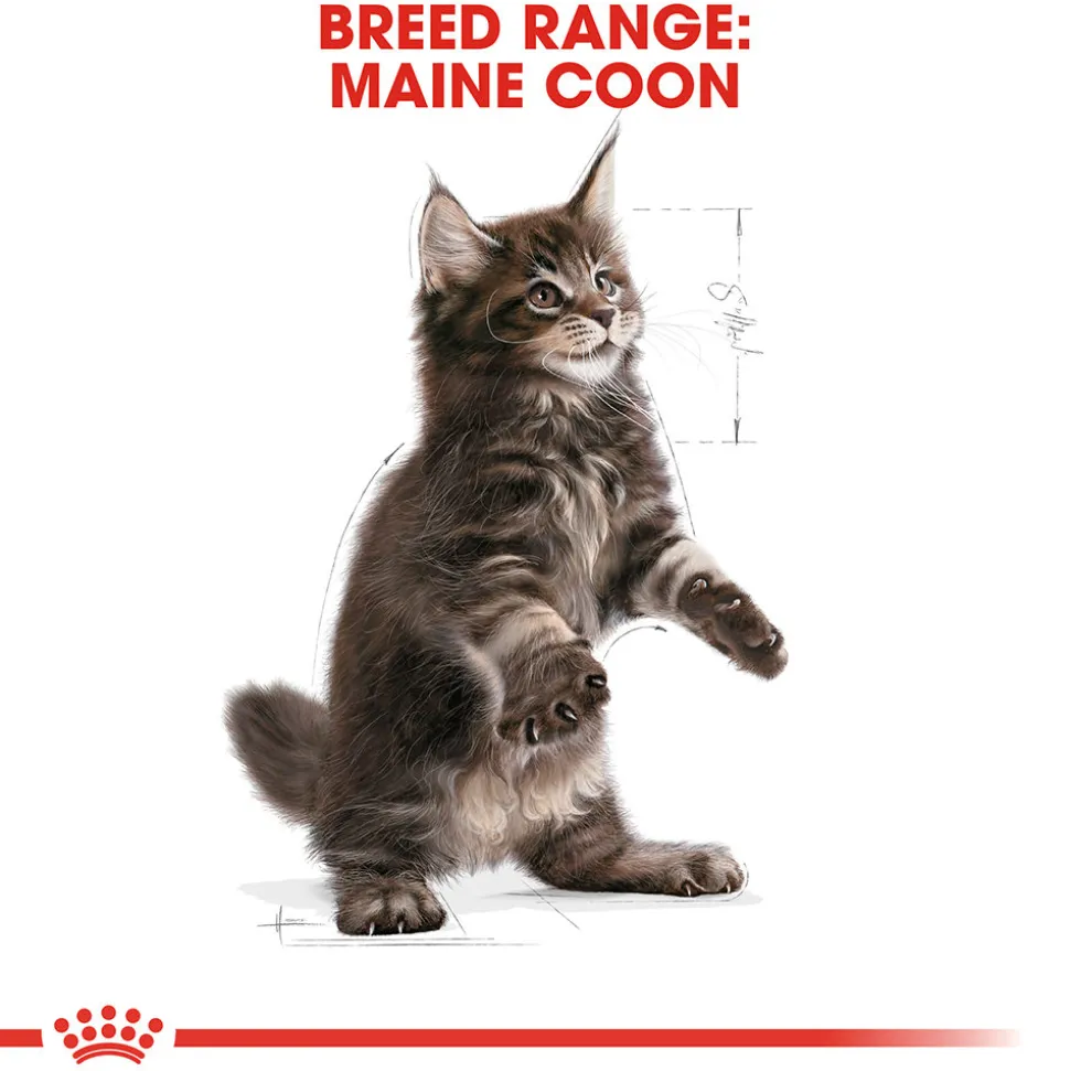 Royal Canin Maine Coon Kitten - Kattenvoer