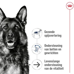 Royal Canin Maxi Ageing 8+ - Hondenvoer