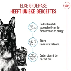 Royal Canin Maxi Starter Mother & Babydog - Hondenvoer