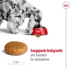 Royal Canin Medium Adult 7+ - Hondenvoer
