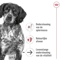 Royal Canin Medium Ageing 10+ - Hondenvoer