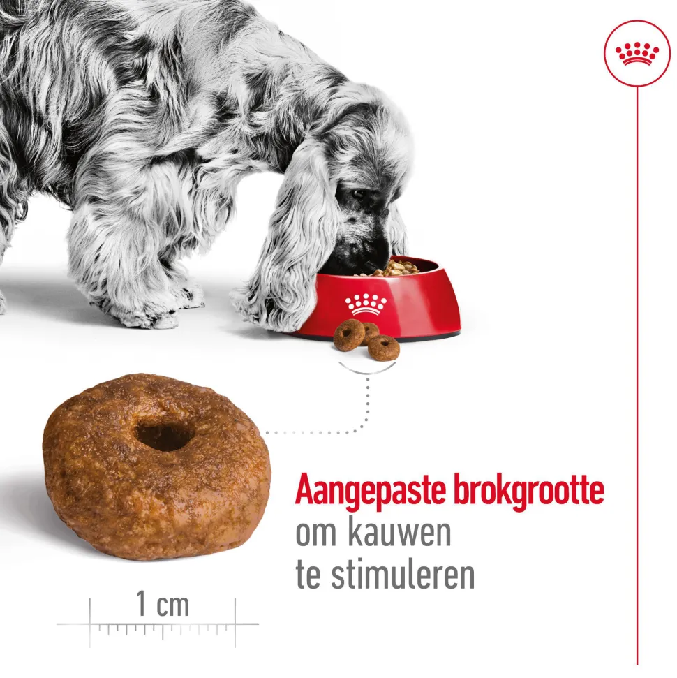 Royal Canin Medium Ageing 10+ - Hondenvoer