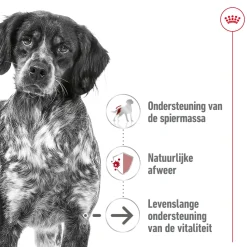 Royal Canin Medium Ageing 7+ Wet - Hondenvoer