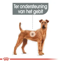 Royal Canin Medium Dental Care - Hondenvoer