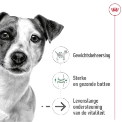 Royal Canin Mini Ageing 12+ - Hondenvoer