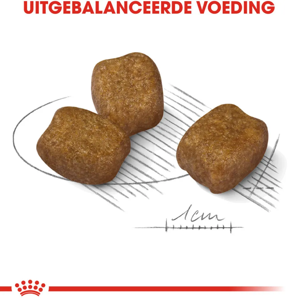 Royal Canin Mini Dental Care - Hondenvoer