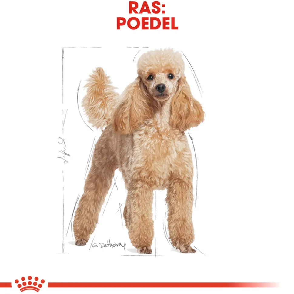 Royal Canin Poodle Adult - Hondenvoer