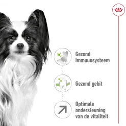 Royal Canin X-Small Adult 8+ - Hondenvoer