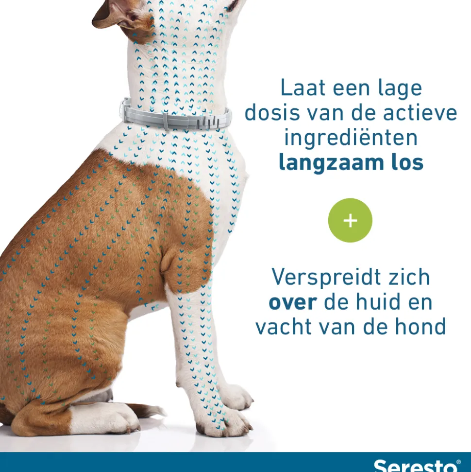 Seresto Hond