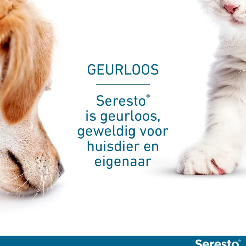 Seresto Kat