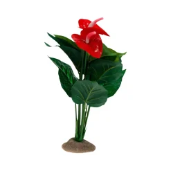 Terra Della Anthurium