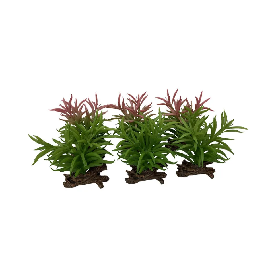 Terra Della Crassula