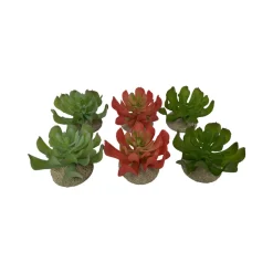 Terra Della Echeveria