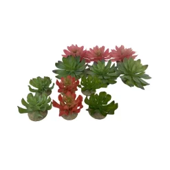 Terra Della Echeveria