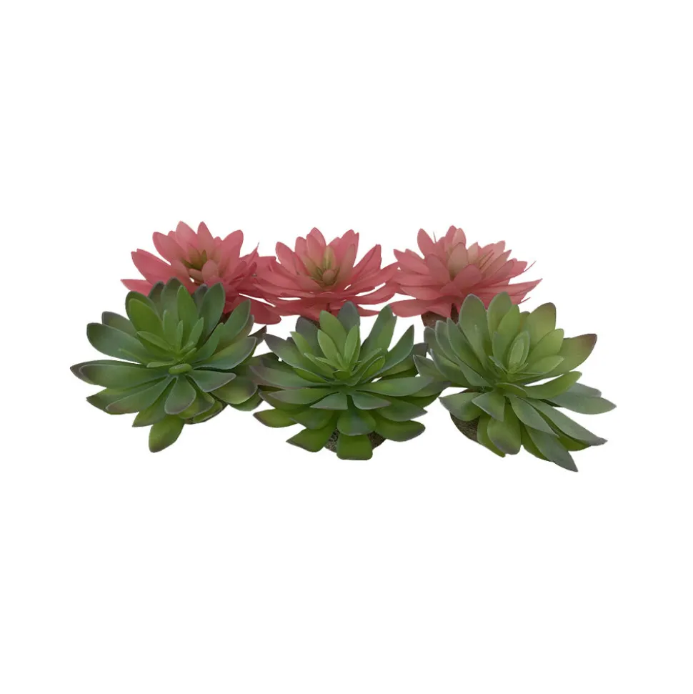 Terra Della Echeveria