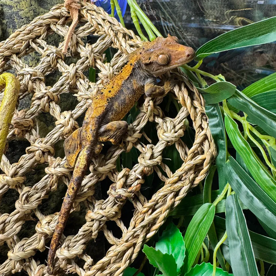 Terra Della Reptiel Relaxer Rechthoekig