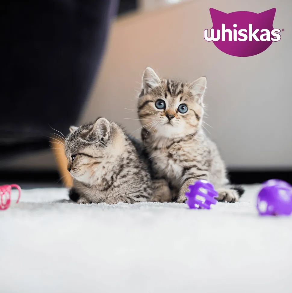 Whiskas Junior Natvoer - Classic