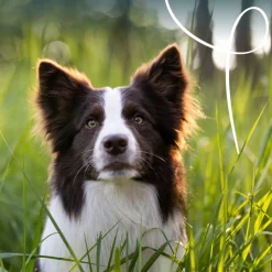 Yarrah - Bio Natvoer Hond Kuipje Chunks Vega